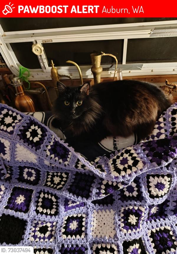 Lost Male Cat last seen Ogrady park, Auburn, WA 98092