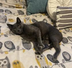 Lost Male Cat last seen Clara Barton Road, Oxford, MA 01537