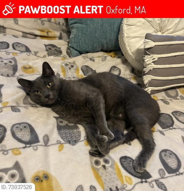 Lost Male Cat last seen Clara Barton Road, Oxford, MA 01537