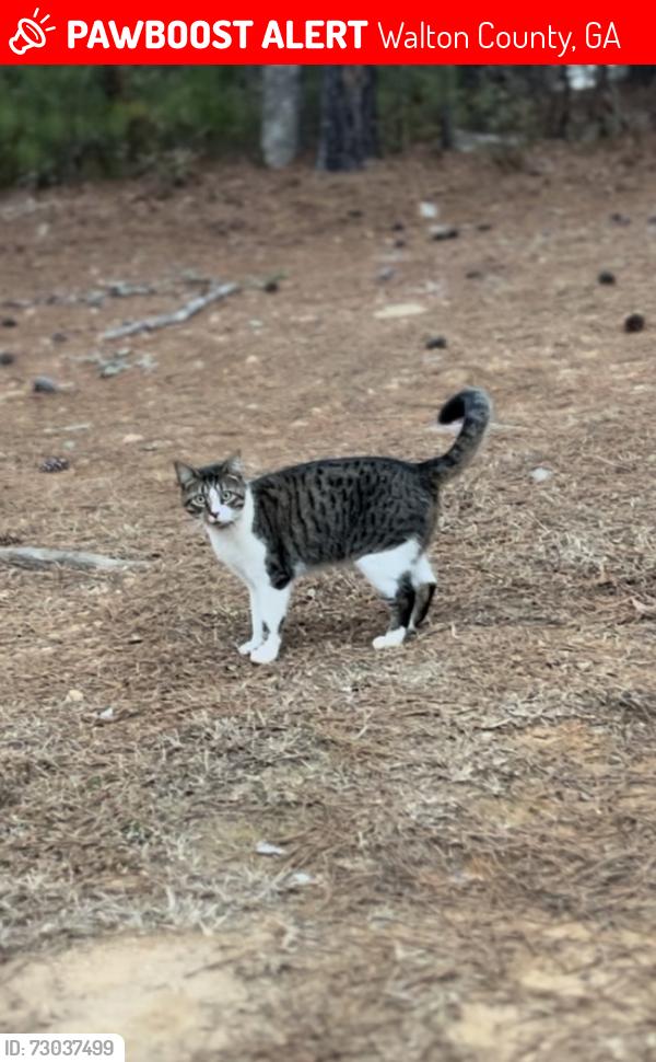 Lost Female Cat last seen centerhill church rd loganville ga , Walton County, GA 30052