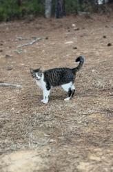 Lost Female Cat last seen centerhill church rd loganville ga , Walton County, GA 30052