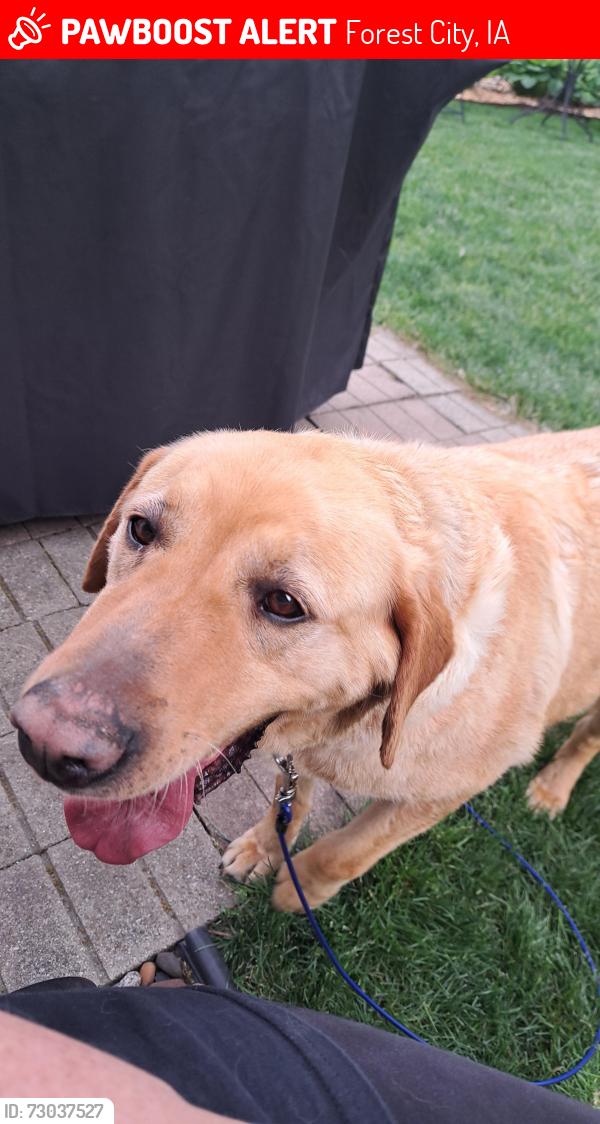 Lost Male Dog last seen Highway 69, Forest City, IA 50436