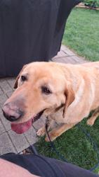 Lost Male Dog last seen Highway 69, Forest City, IA 50436