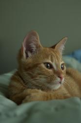 Lost Male Cat last seen Manns Chapel Rd, Chapel Hill, NC 27516