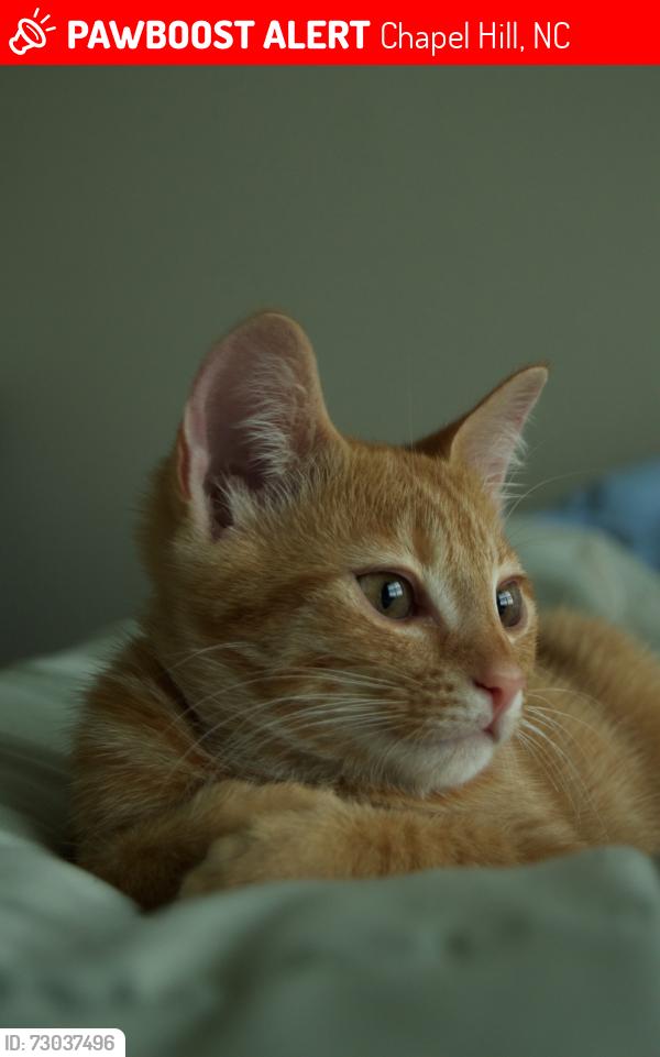 Lost Male Cat last seen Manns Chapel Rd, Chapel Hill, NC 27516