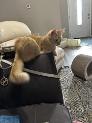 Lost Female Cat last seen Sky view neighborhood , Clermont, FL 34711