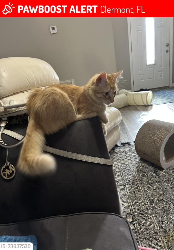 Lost Female Cat last seen Sky view neighborhood , Clermont, FL 34711