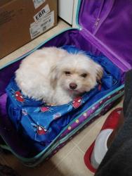 Lost Female Dog last seen Stadium drive, Wake Forest, NC 27587
