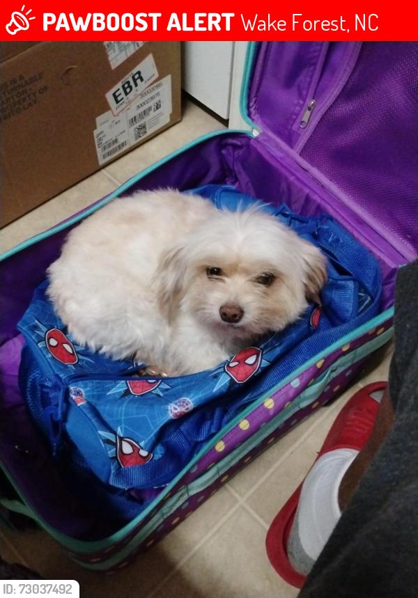 Lost Female Dog last seen Stadium drive, Wake Forest, NC 27587