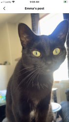 Lost Female Cat last seen Kentwood, Red Deer, AB T4P
