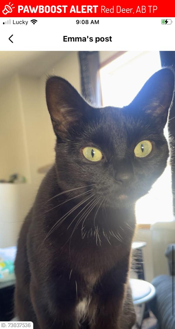 Lost Female Cat last seen Kentwood, Red Deer, AB T4P