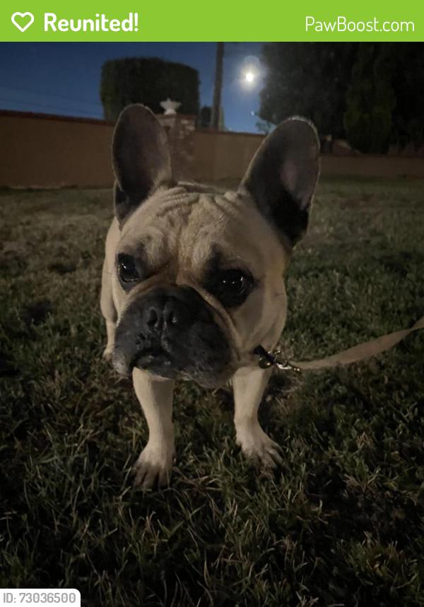 Reunited Male Dog last seen Montesano avenue , Hacienda Heights, CA 91745