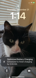 Lost Female Cat last seen Havest and pleasant drive, Bowling Green, KY 42104