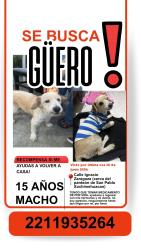 Lost Male Dog last seen Ignacio Zaragoza cerca del panteón de san Pablo Xochimehuacan, Heroica Puebla de Zaragoza, Pue. 