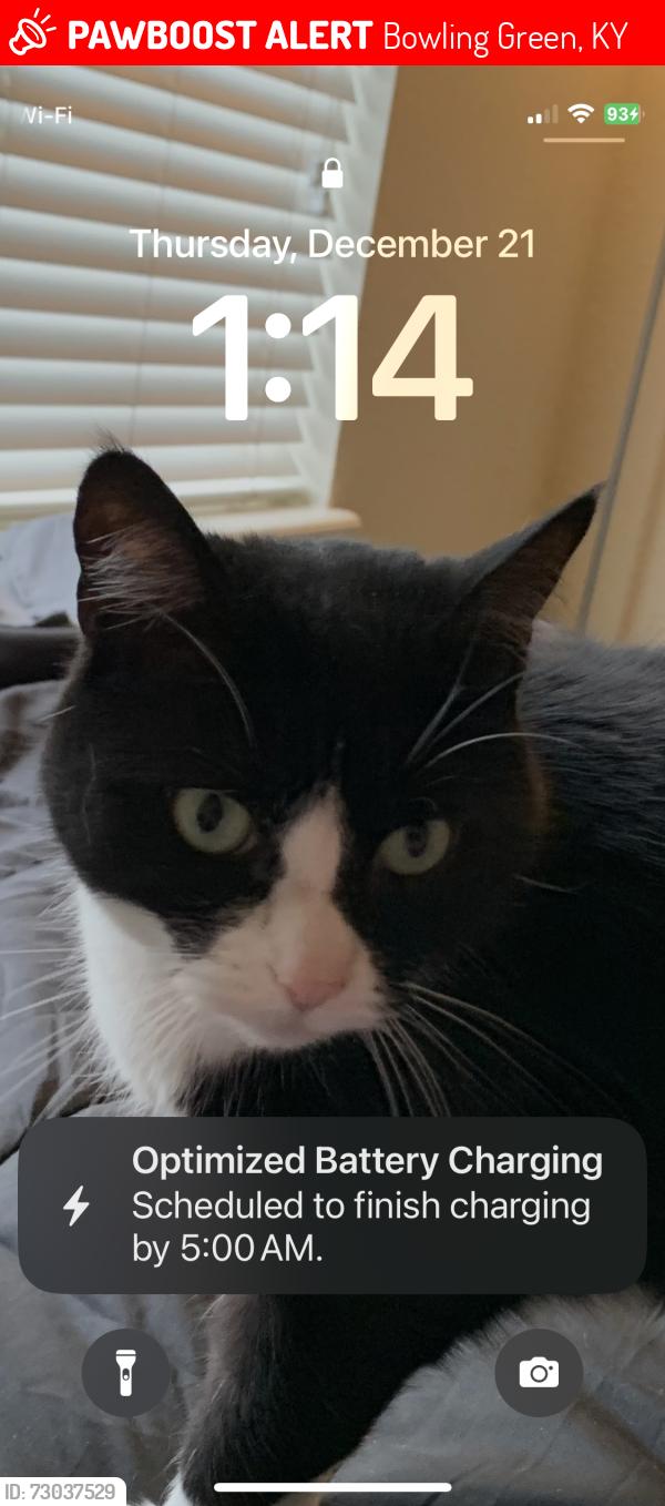 Lost Female Cat last seen Havest and pleasant drive, Bowling Green, KY 42104