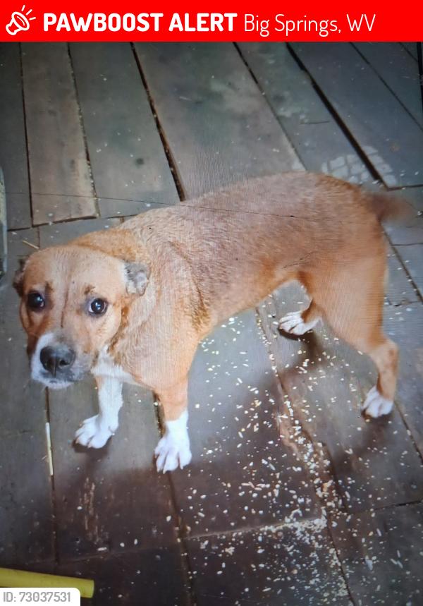 Lost Female Dog last seen Lost ridge. Back fork big springs area , Big Springs, WV 26137