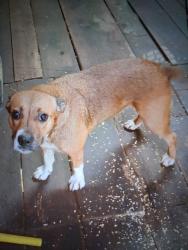 Lost Female Dog last seen Lost ridge. Back fork big springs area , Big Springs, WV 26137
