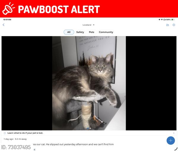 Lost Male Cat last seen Columbia tr. White Pines dr.  green space , Deerfield Township, OH 45140