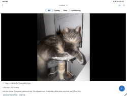 Lost Male Cat last seen Columbia tr. White Pines dr.  green space , Deerfield Township, OH 45140