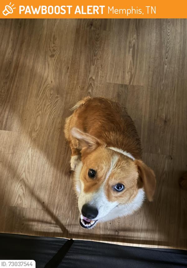 Found/Stray Male Dog last seen Raleigh-Bartlett Meadows Elementary, Memphis, TN 38134