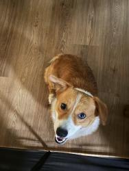 Found/Stray Male Dog last seen Raleigh-Bartlett Meadows Elementary, Memphis, TN 38134