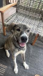 Found/Stray Female Dog last seen Longstreet church rd and campground , Forsyth County, GA 30040