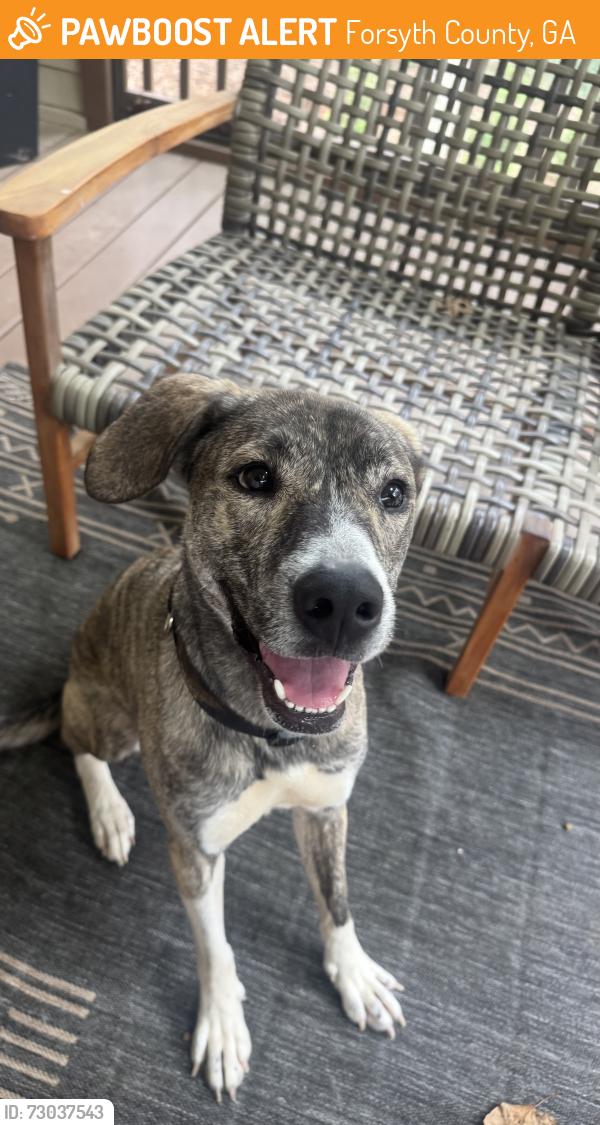 Found/Stray Female Dog last seen Longstreet church rd and campground , Forsyth County, GA 30040