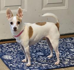 Lost Female Dog last seen Hwy 54, Fulton, MO 65251