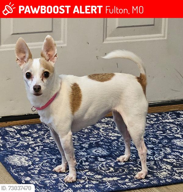 Lost Female Dog last seen Hwy 54, Fulton, MO 65251