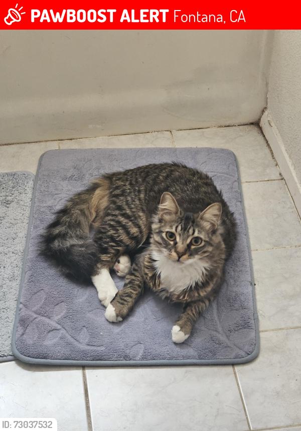 Lost Male Cat last seen Southridge Park near the KBB homes, Fontana, CA 92337