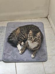 Lost Male Cat last seen Southridge Park near the KBB homes, Fontana, CA 92337