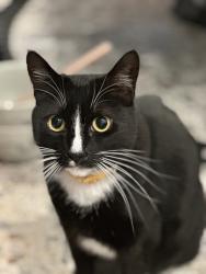 Lost Female Cat last seen Old redwood hwy/Mark West Springs Rd, Santa Rosa, CA 95403