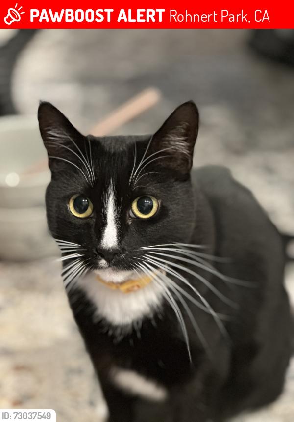 Lost Female Cat last seen Old redwood hwy/Mark West Springs Rd, Santa Rosa, CA 95403