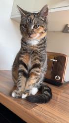 Lost Female Cat last seen Hamelin road , Leicester, England LE3 1JN