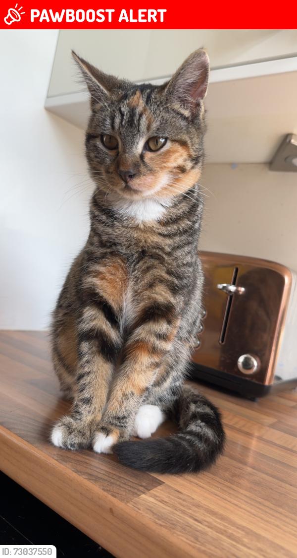 Lost Female Cat last seen Hamelin road , Leicester, England LE3 1JN
