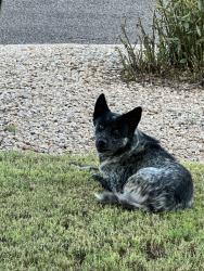 Found/Stray Male Dog last seen Huntersglen/Sussex Pl, San Angelo, TX 76903