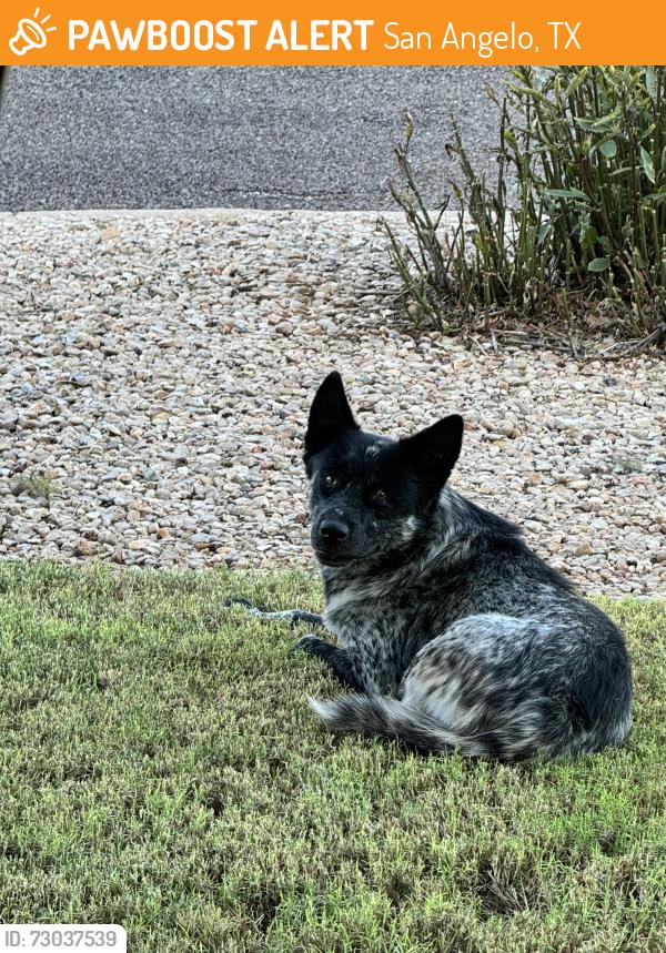 Found/Stray Male Dog last seen Huntersglen/Sussex Pl, San Angelo, TX 76903
