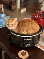 Lost Male Cat last seen Alcoa highway and Woodson drive , Knoxville, TN 37920