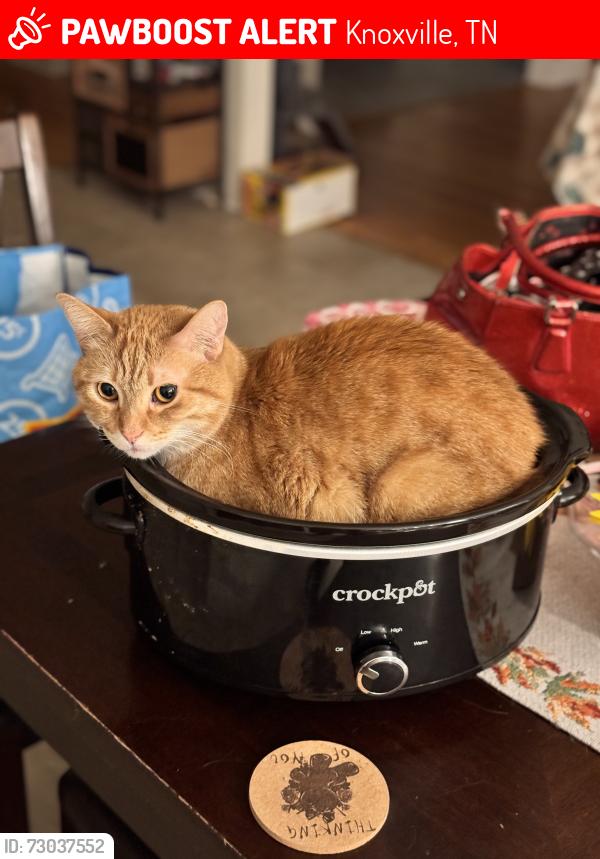 Lost Male Cat last seen Alcoa highway and Woodson drive , Knoxville, TN 37920