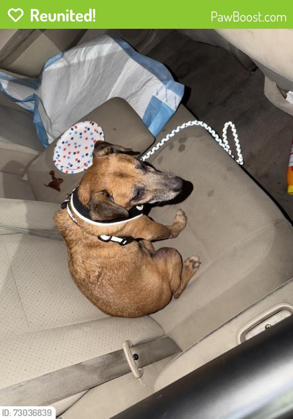 Reunited Male Dog last seen Fenton Ave, Los Angeles, CA 91342, USA, Los Angeles, CA 91342