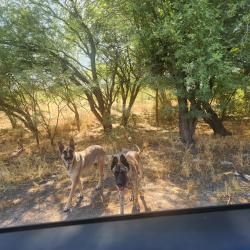 Found/Stray Unknown Dog last seen Rilloito wash and camino de la tierra. Near pedestrian bridge, Rillito, AZ 85653