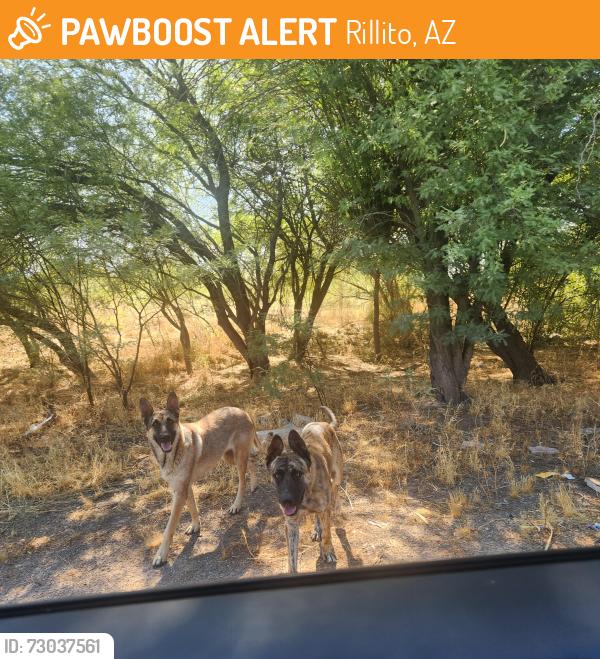Found/Stray Unknown Dog last seen Rilloito wash and camino de la tierra. Near pedestrian bridge, Rillito, AZ 85653