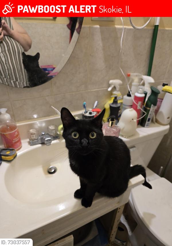 Lost Female Cat last seen Lamon and grove, Skokie, IL 60077