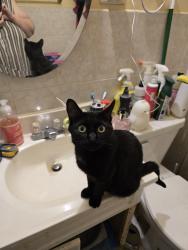 Lost Female Cat last seen Lamon and grove, Skokie, IL 60077