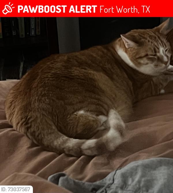 Lost Male Cat last seen Martinsburg and caylor , Fort Worth, TX 76244