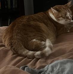Lost Male Cat last seen Martinsburg and caylor , Fort Worth, TX 76244