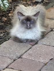 Found/Stray Unknown Cat last seen Park Street N and Central Ave, St. Petersburg, FL 33710