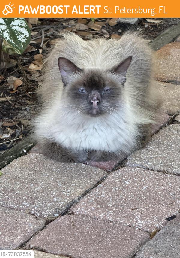 Found/Stray Unknown Cat last seen Park Street N and Central Ave, St. Petersburg, FL 33710