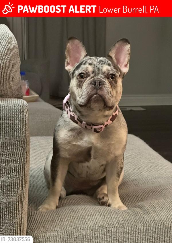Lost Female Dog last seen Sullivan Drive & Wildlifelodge Road , Lower Burrell, PA 15068