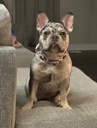 Lost Female Dog last seen Sullivan Drive & Wildlifelodge Road , Lower Burrell, PA 15068